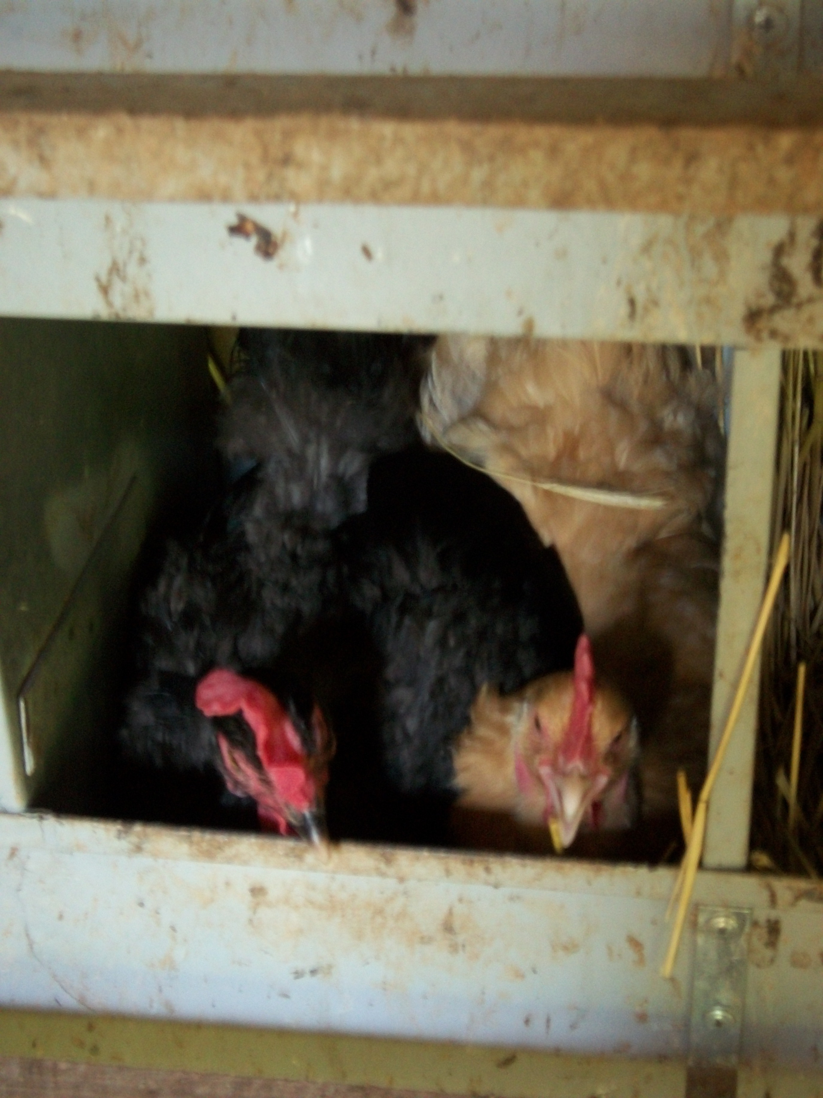 Don't know why 2 full grown hens are in the same box.......