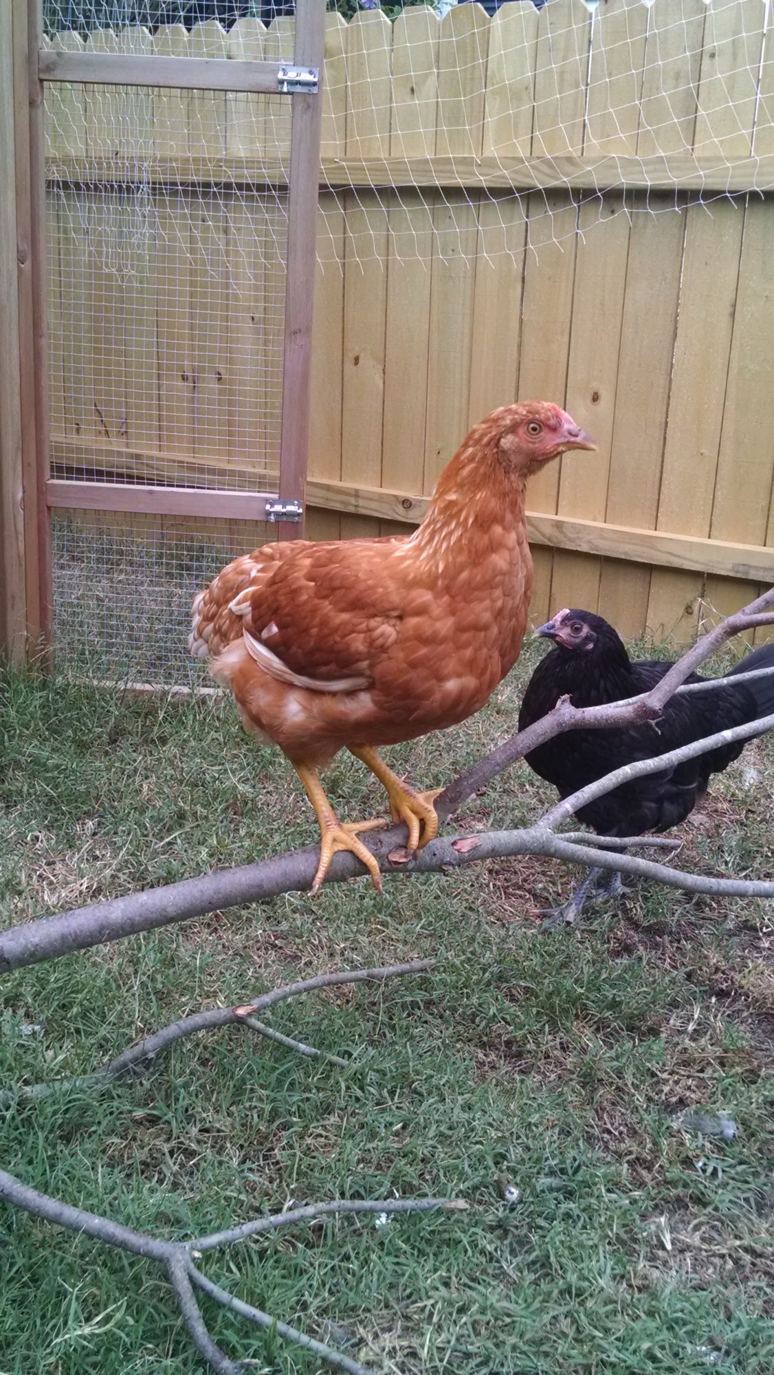 Don't mess with MY perch..
