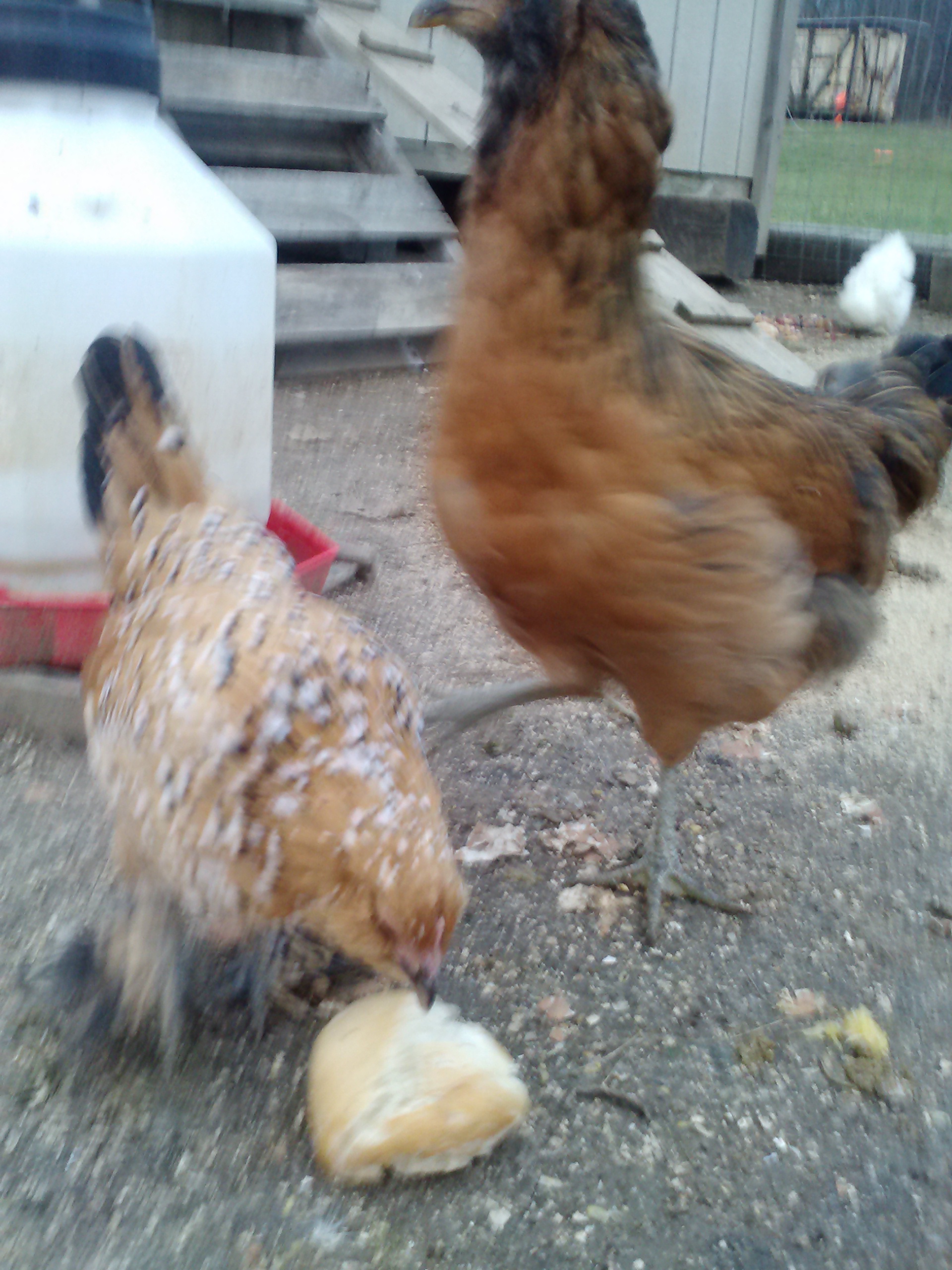 Dont mess with peanut! EE got served. (Jassy the easter egger)