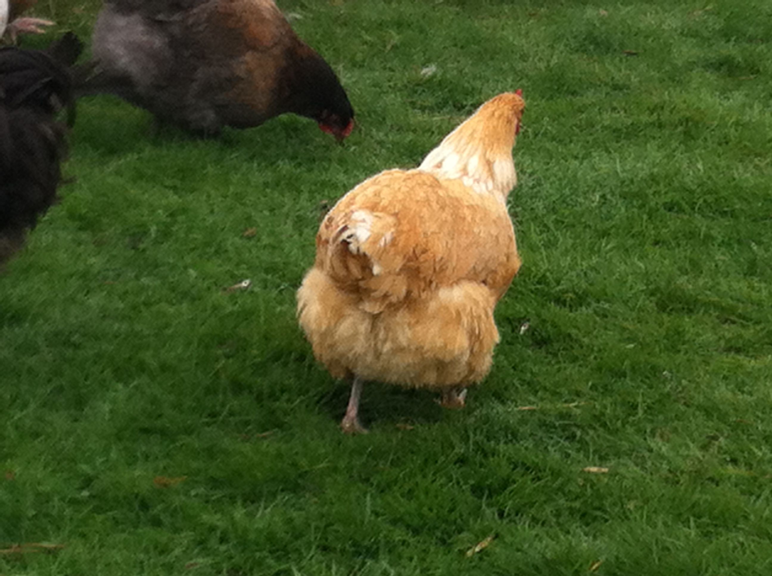 don't you wish they would stand face on to the camera..... but this wee girl was hatched early august this year, she's just gorgeous, i want to breed from her, as i have a really lovely colored rooster, to the left of her, is another wee girl hatched in the same clutch, she's almost chocolate color, very unusual, but again just gorgeous.....