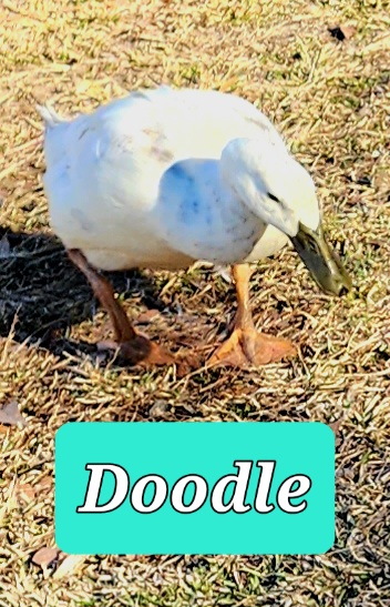 Doodle