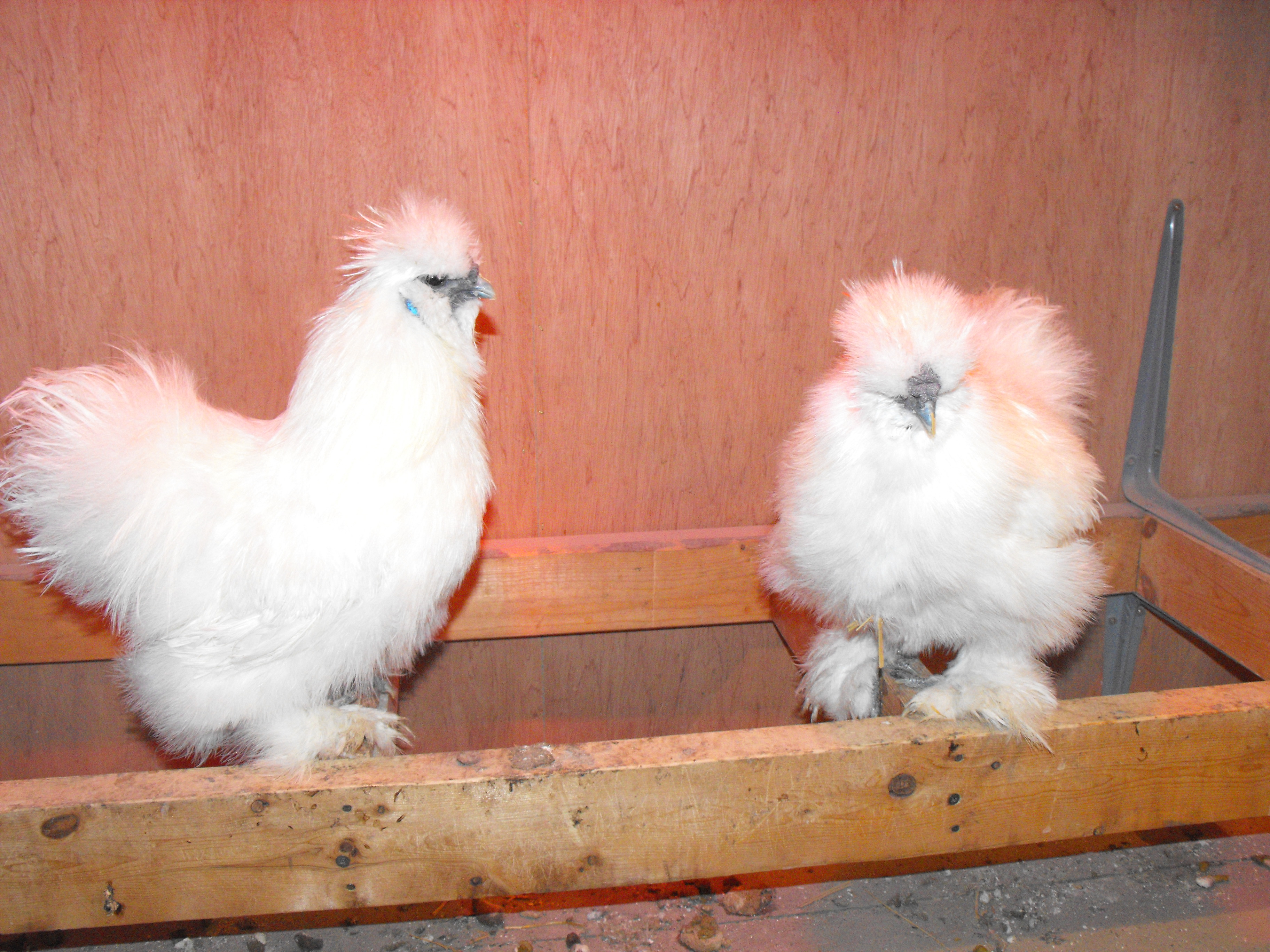 Doodlebug and Dizzy~2 beautiful roosters