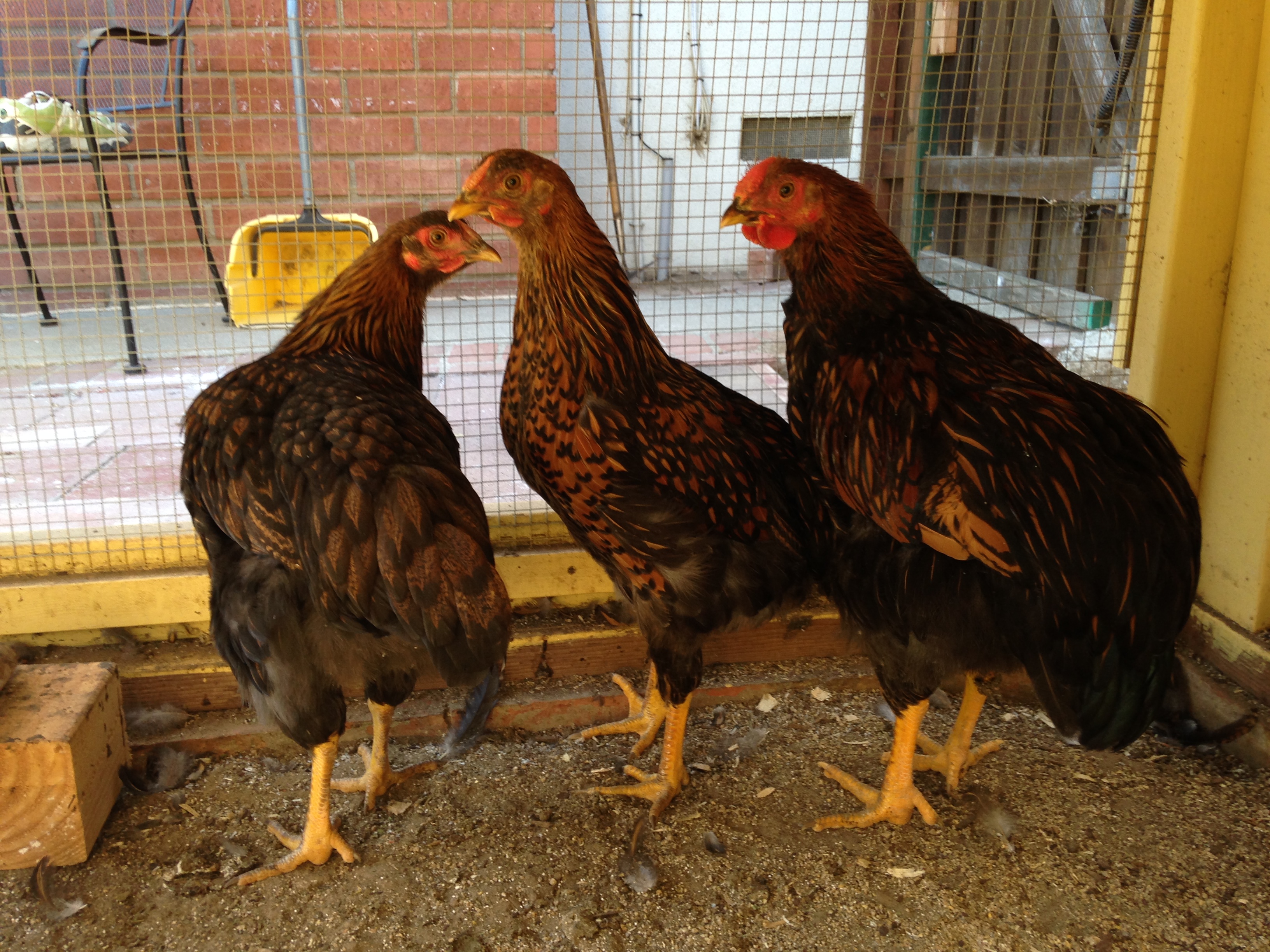 DooDoo, Dixie and Dounut.