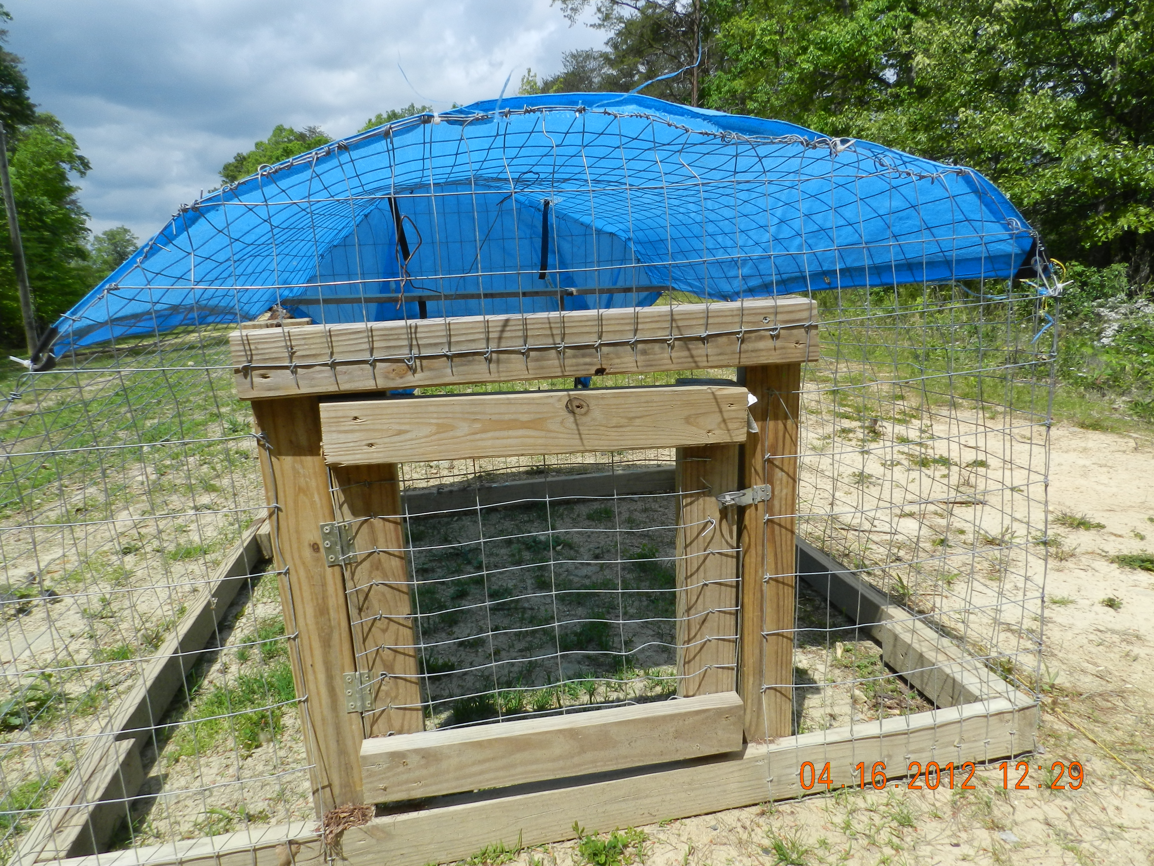 door on a simple chicken tractor