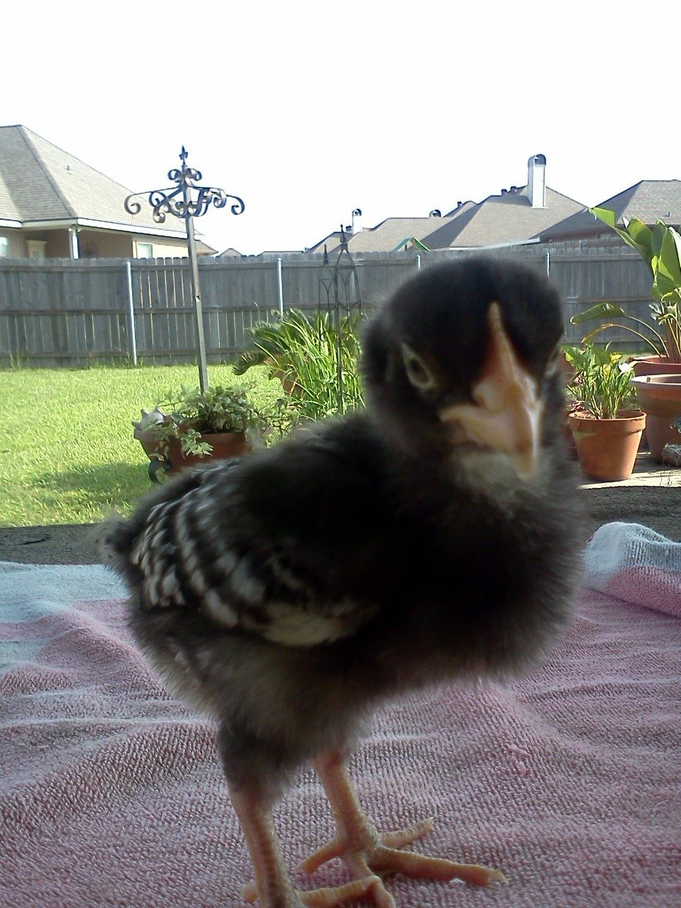 Dora a Cuckoo Marans
