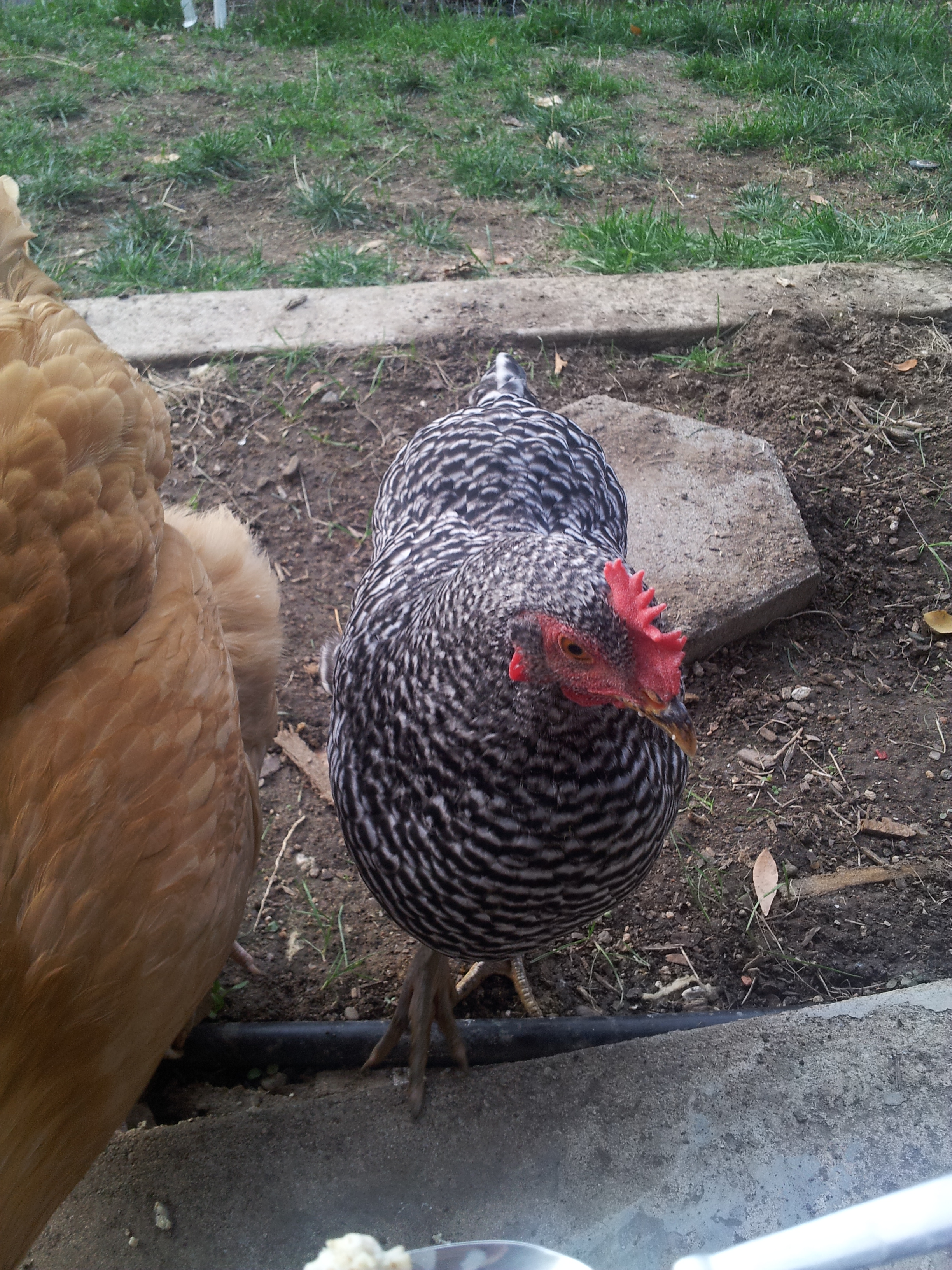 Dora...(lowest on the totem pole) waiting for her turn with the oats :(