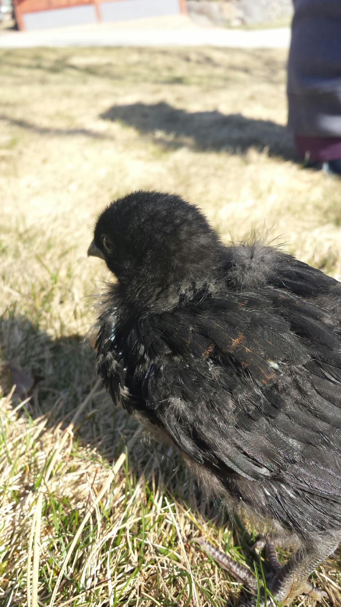 Dorcas, the Buff Orpington.  Not sure why she's black.