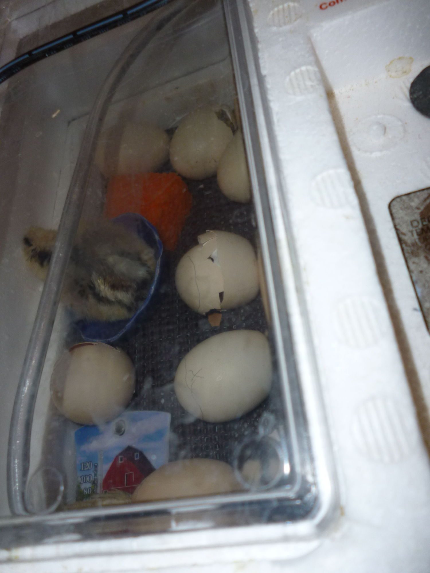 Dorking chick