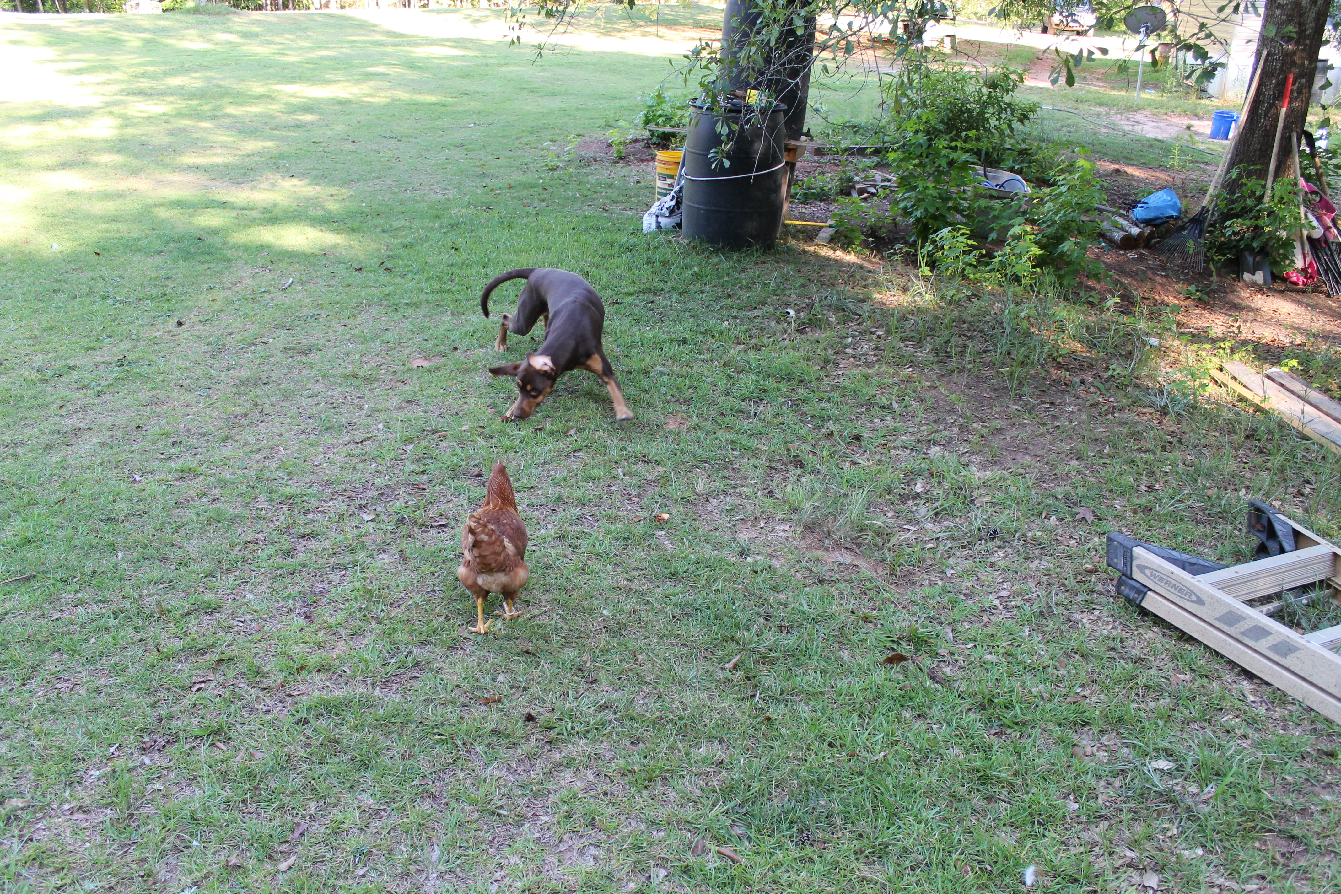 Dorothy and Isabella in a fierce stand-off.....  Dorothy (the chicken) won!