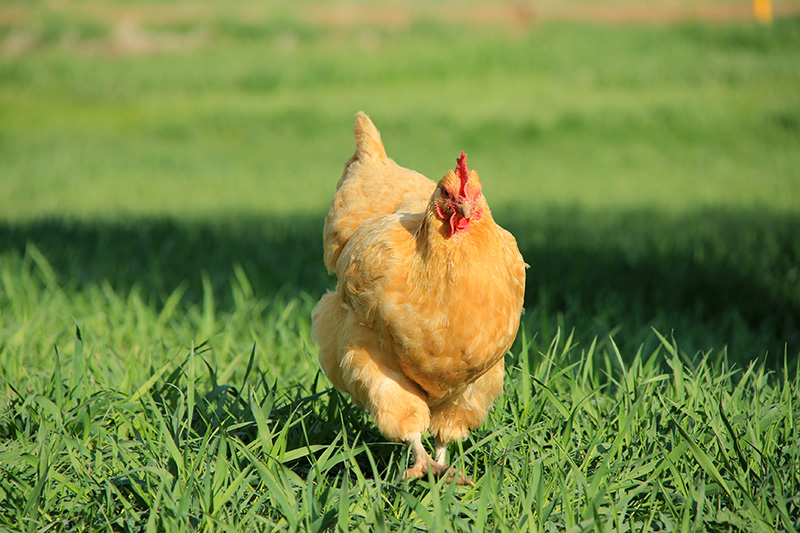 Dorothy free-ranging