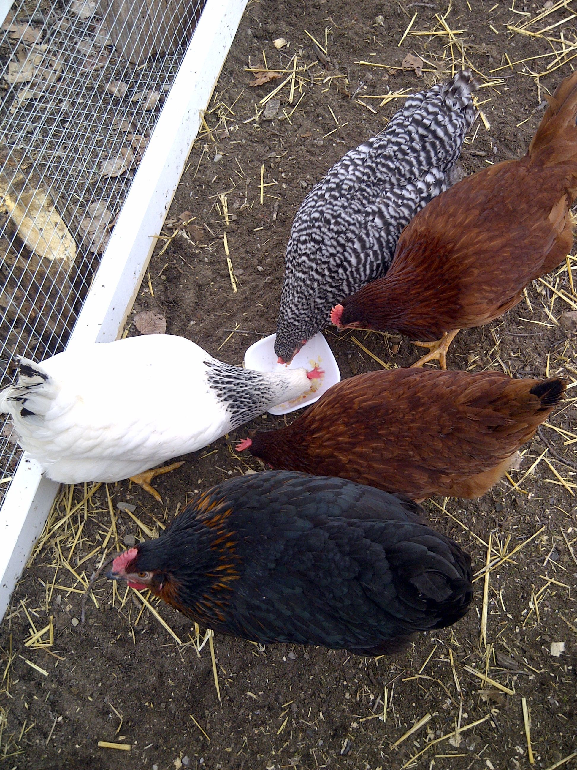 Dorothy, Rose, Blanche, Bea (RIP)  and Betty