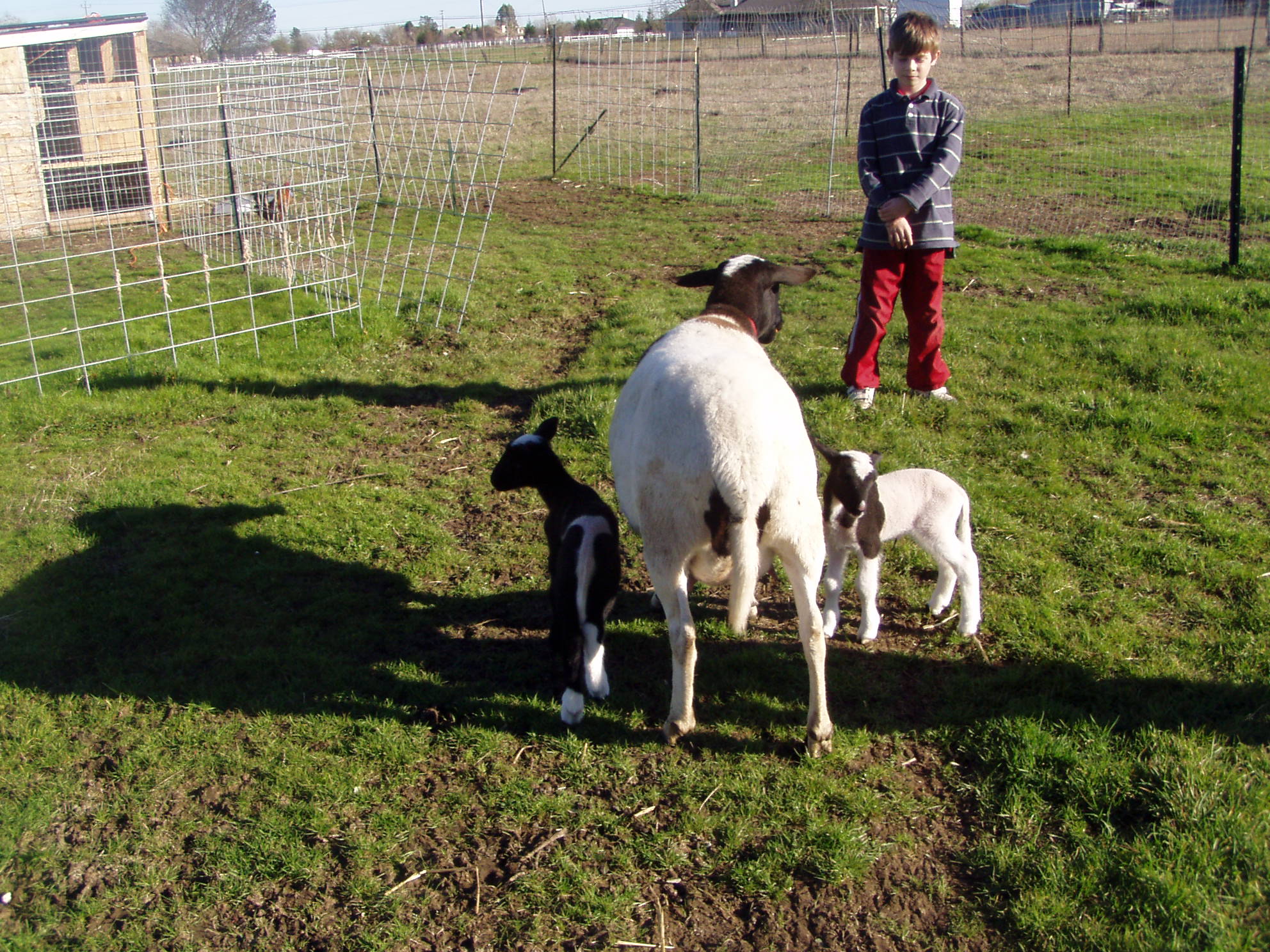 Dorper ewe with lambs.