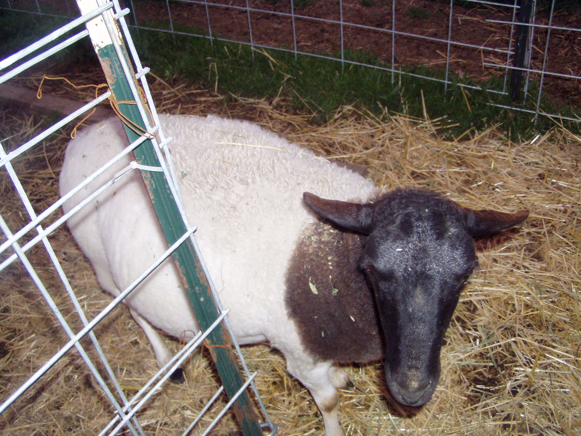 Dorper ewe.