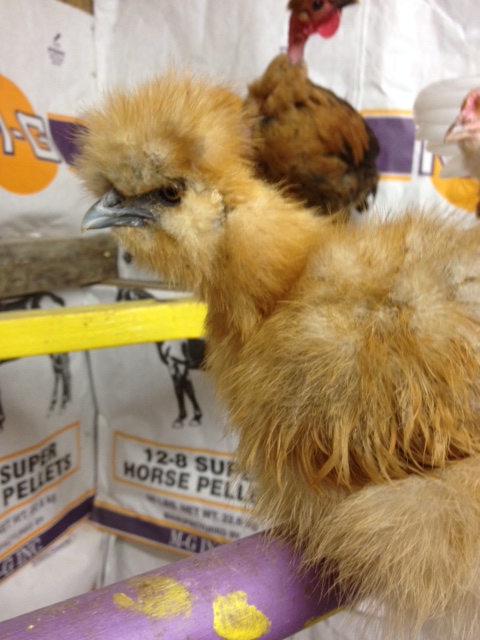 DORY! my buff silkie that has a constant twitch!