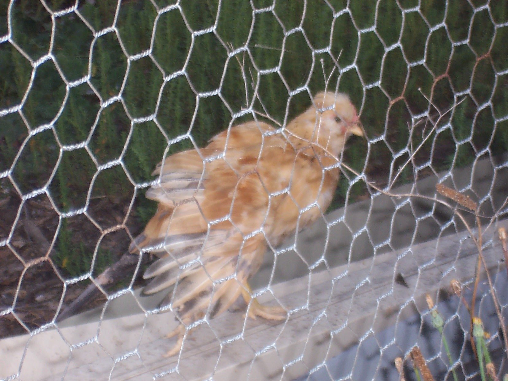Dot, 2012

Fluffing my feathers!