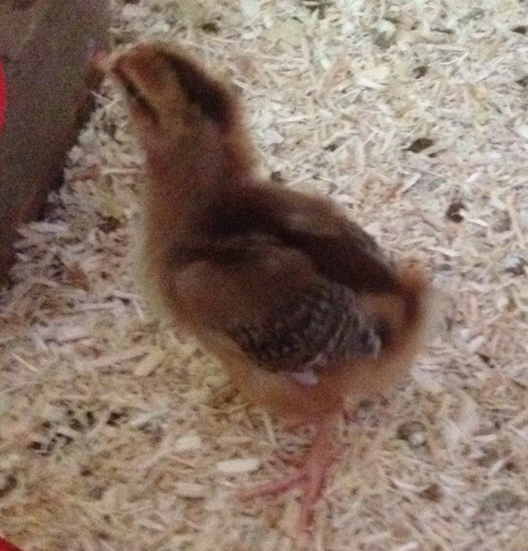 Dot , a Speckled Sussex, studies the waterer