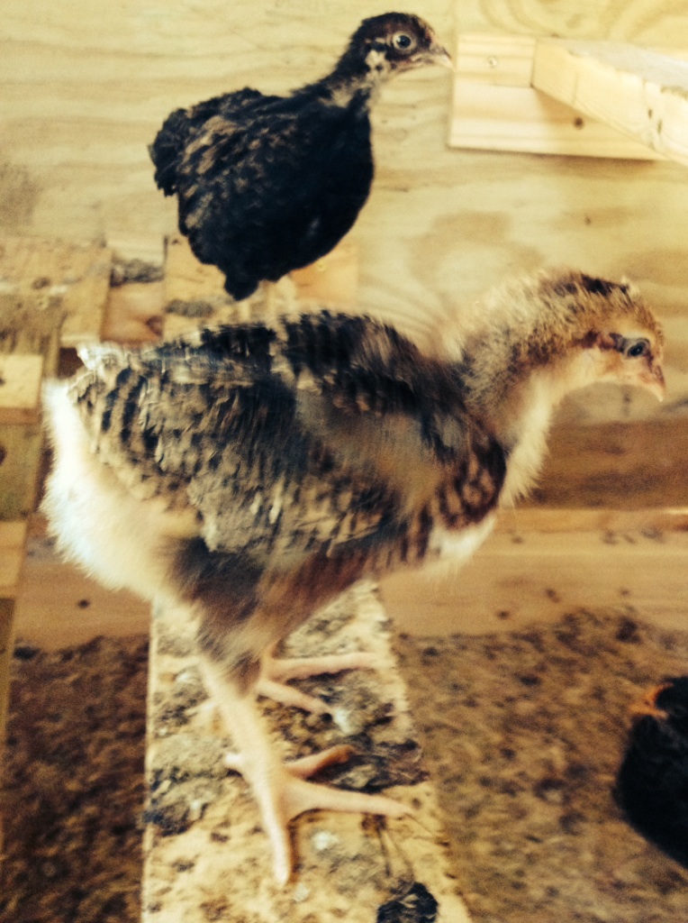 Dot (Speckled Sussex) and Betty in the background (Barnevelder)
