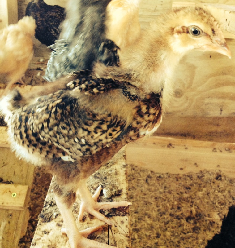 Dot (Speckled Sussex). Doesn't have much in the way of a tail