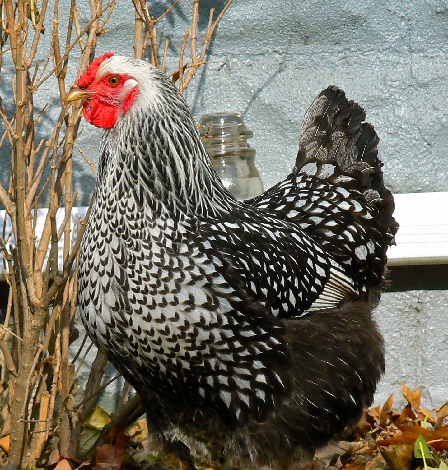 Dot the self-proclaimed "Princess"