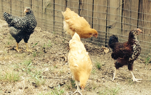Dot, the Speckled Sussex, Alberta and Gertrude, Buff Orpingtons and Ruth Wren Cluckington , Barred Plymouth Rock at 9 weeks old