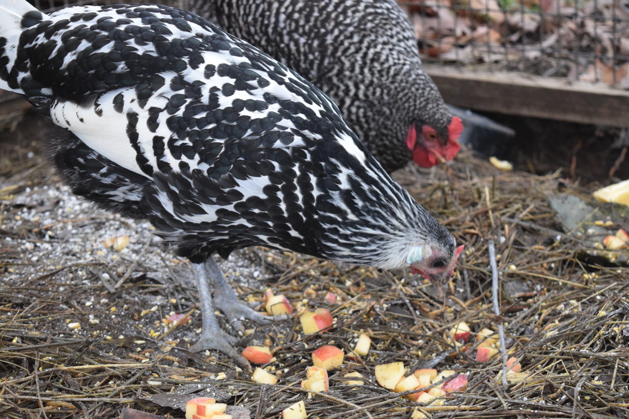 Dots says apples are her favorites.