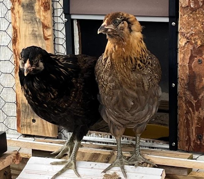 dottie and malifacent coming outside.jpg