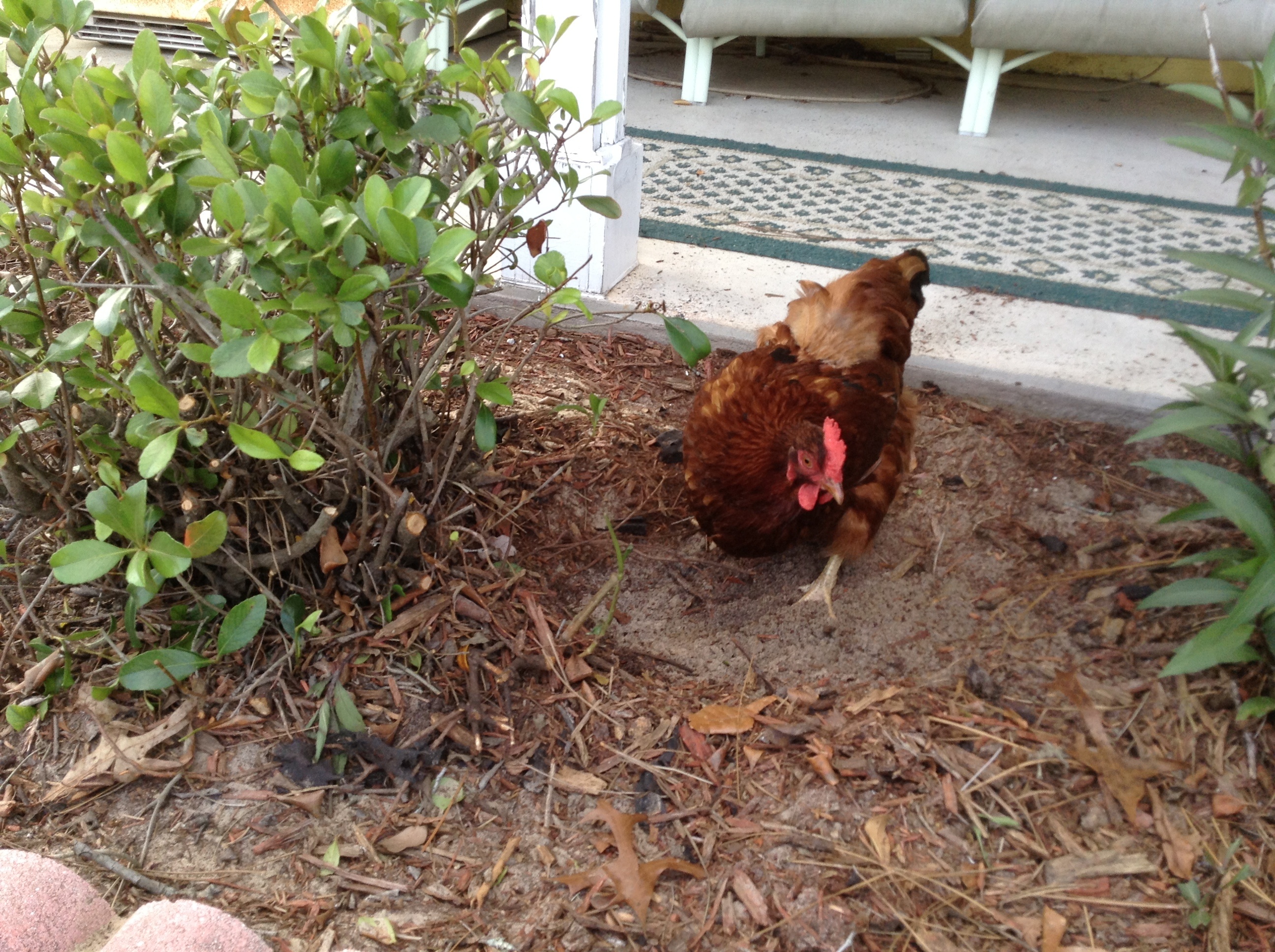 Dottie has been digging for hours ...... :)