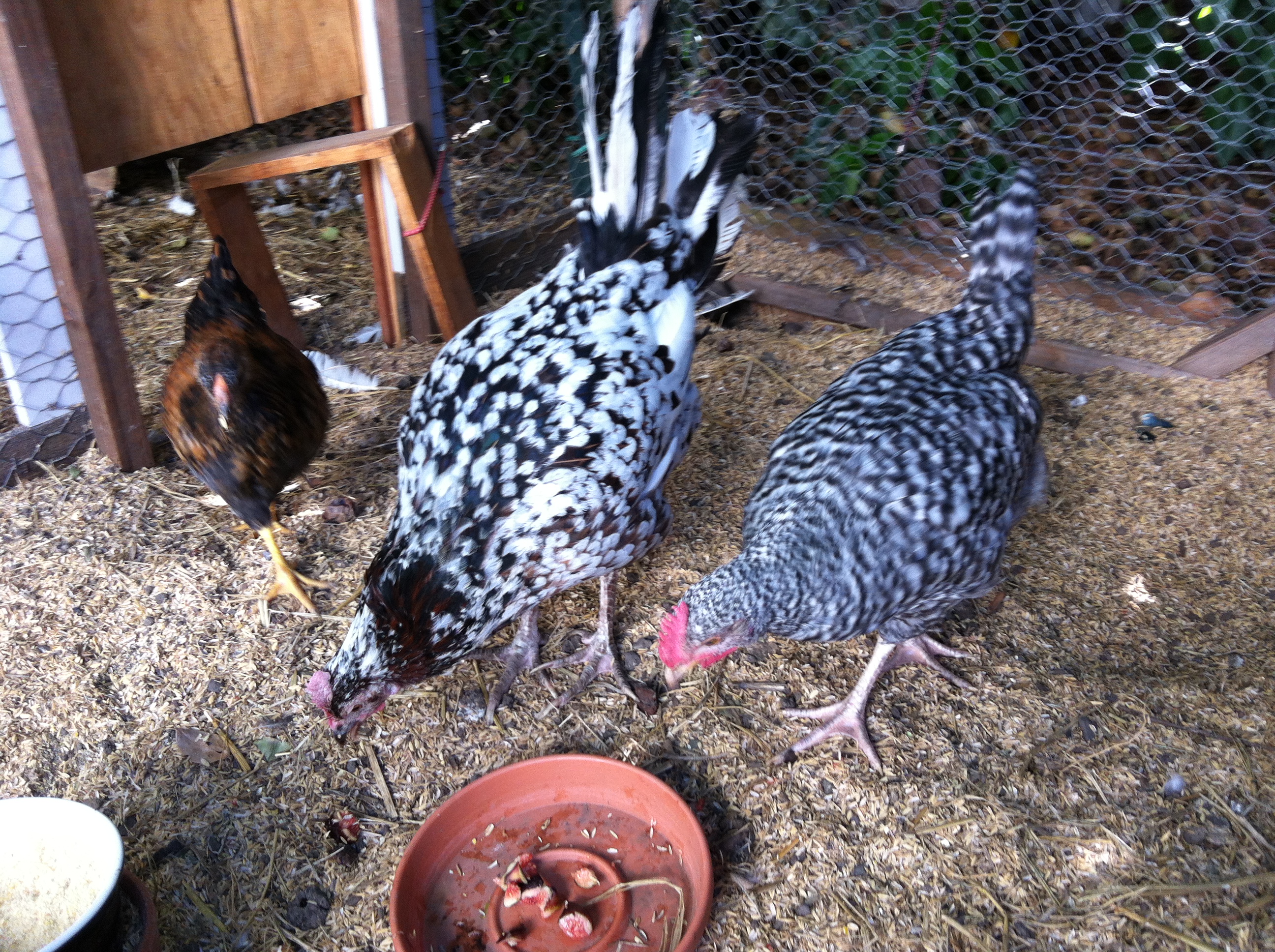 Dottie, Tac and Rockette(became Rocket the rooster!)