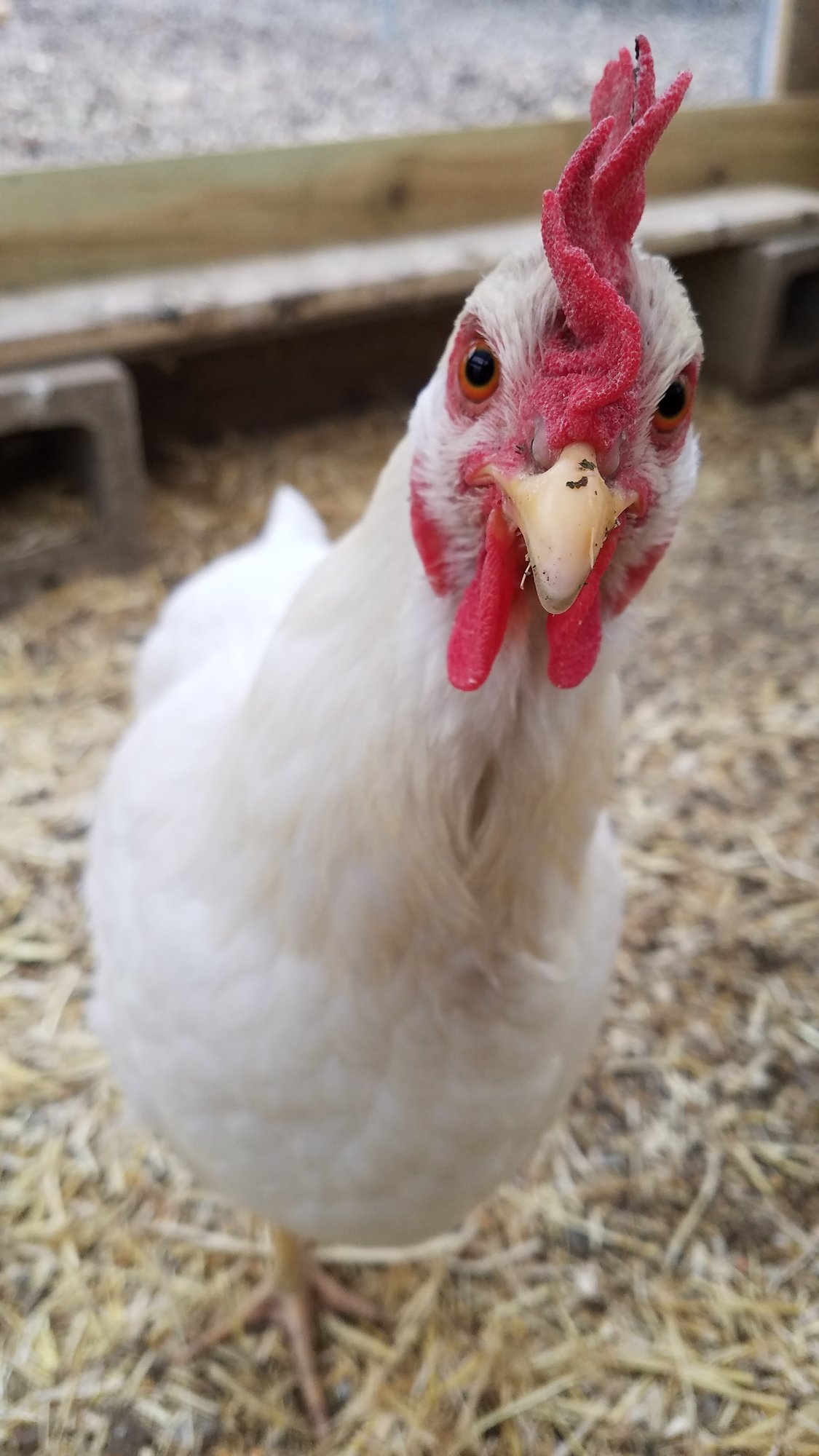 Dottie