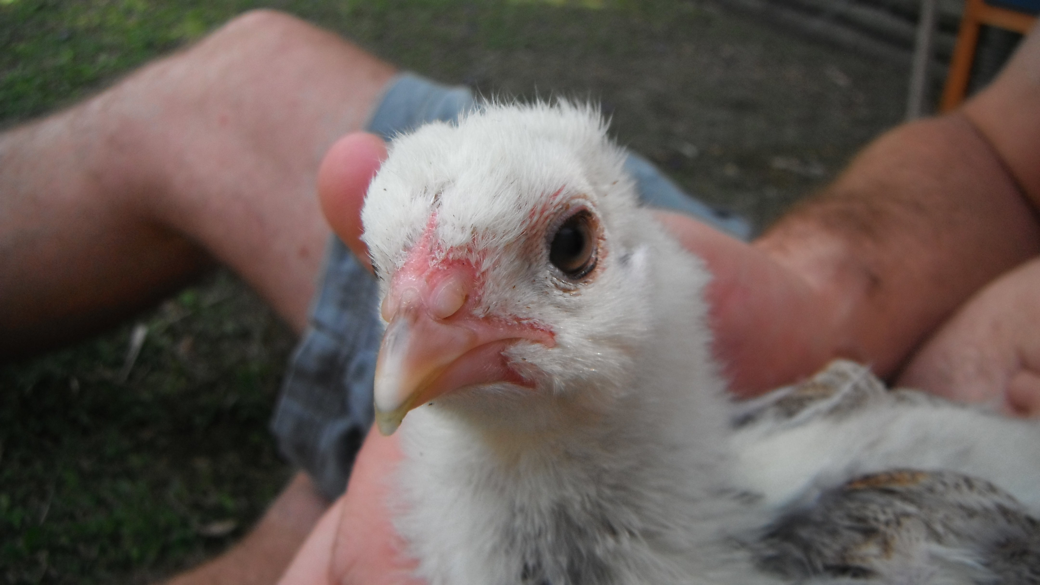 Dotty 3wks? Brahma.