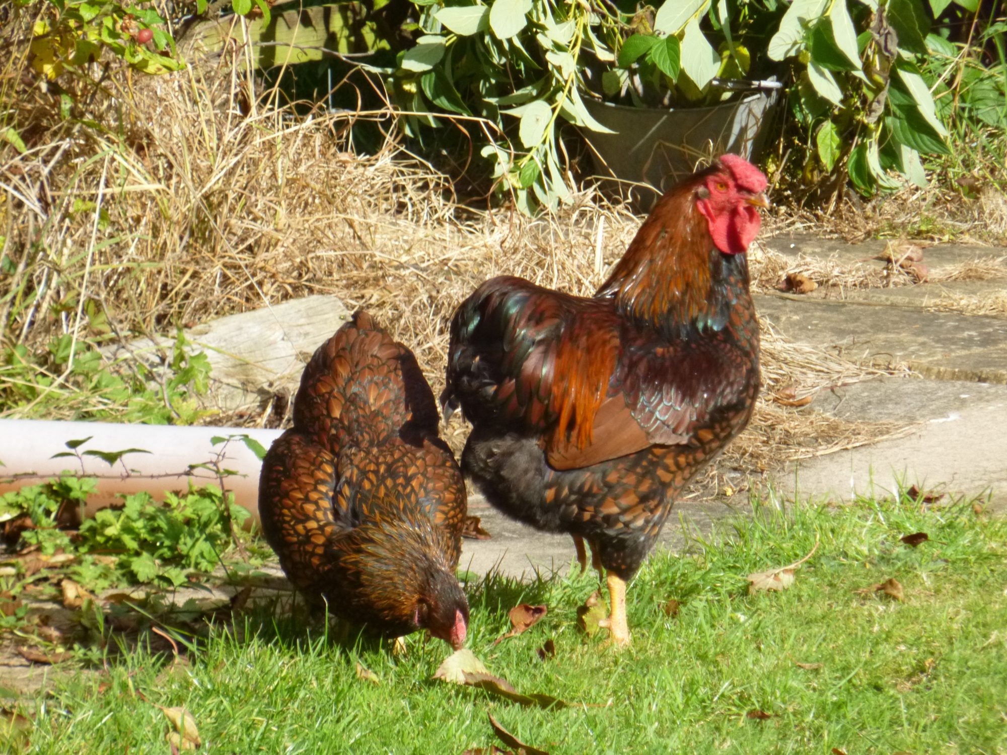 Dotty and Reggie having a date
