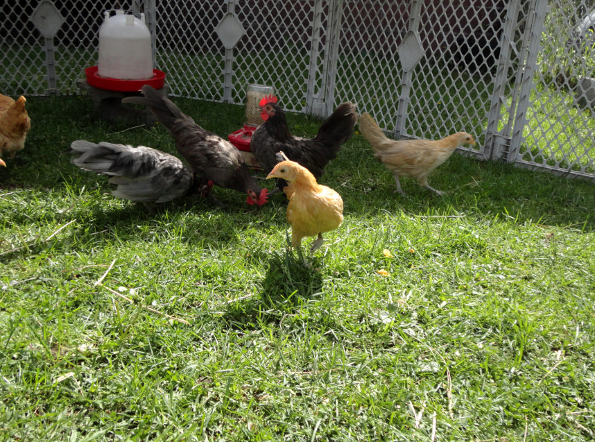Dotty is closest this time, with Peaches to the right, and the two blue boys and our silver girl Piplup in the background.