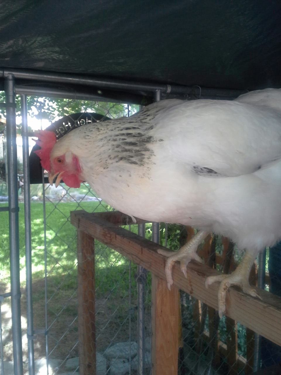 Dotty, my only chick not name after food!