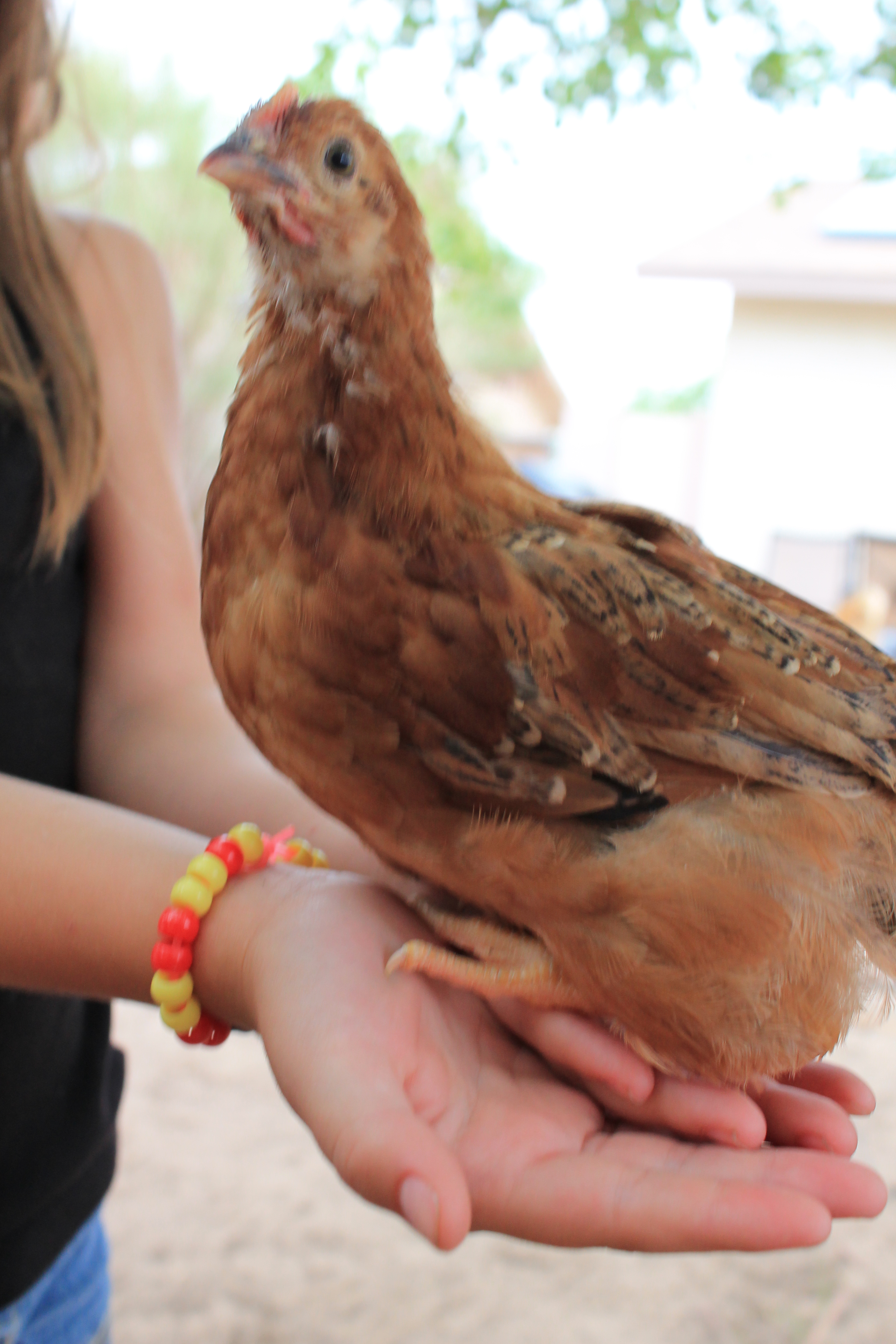 Dotty- Rhode Island Red