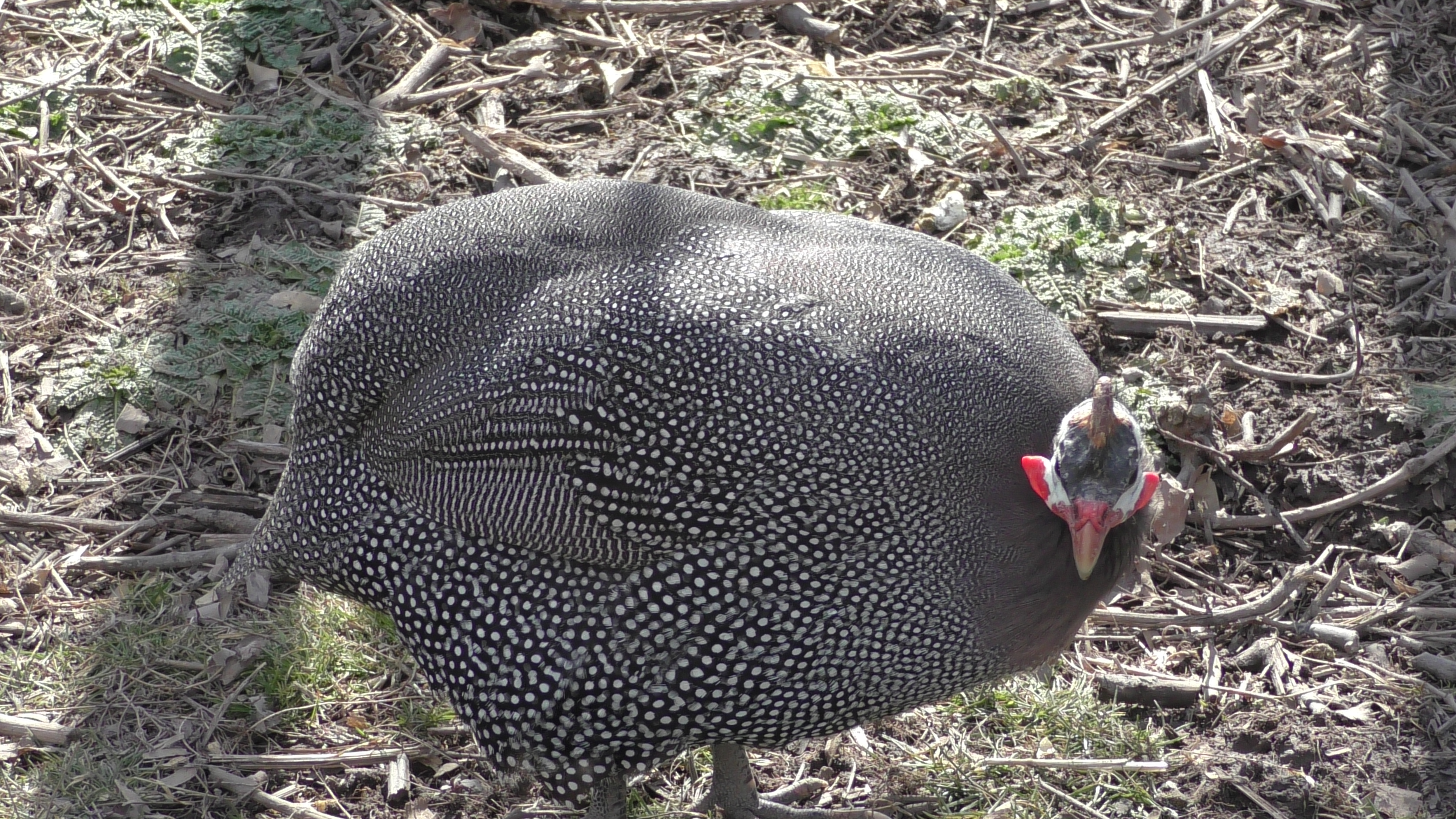Dotty, the guinea hen