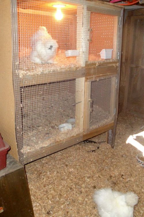 Double decker cabinet. Useful for brooding chicks, housing bachelor males, or Silkie trios.