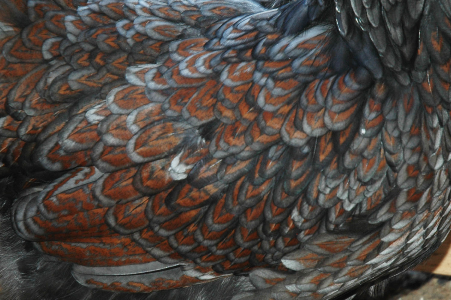 Double Laced Blue Barnie Pullet