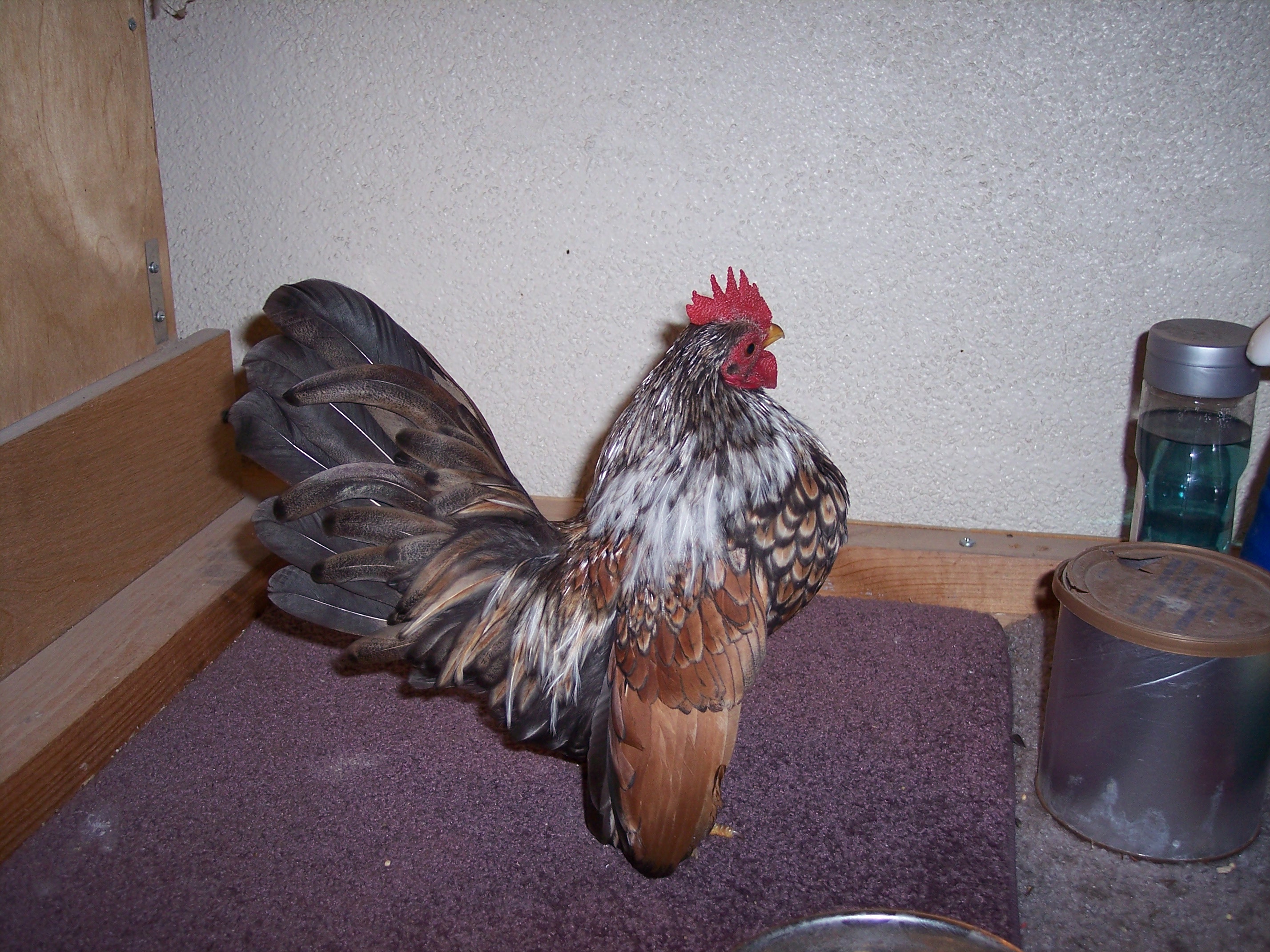 DOUBLE LACED COCOPOP SILVER DUCKWING