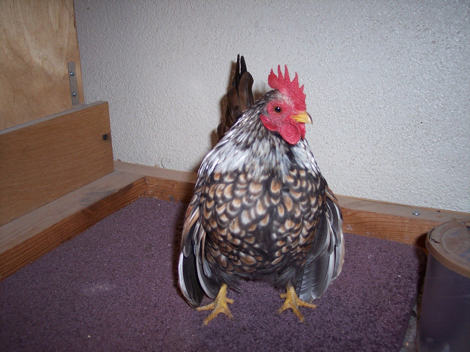 DOUBLE LACED COCOPOP SILVER DUCKWING