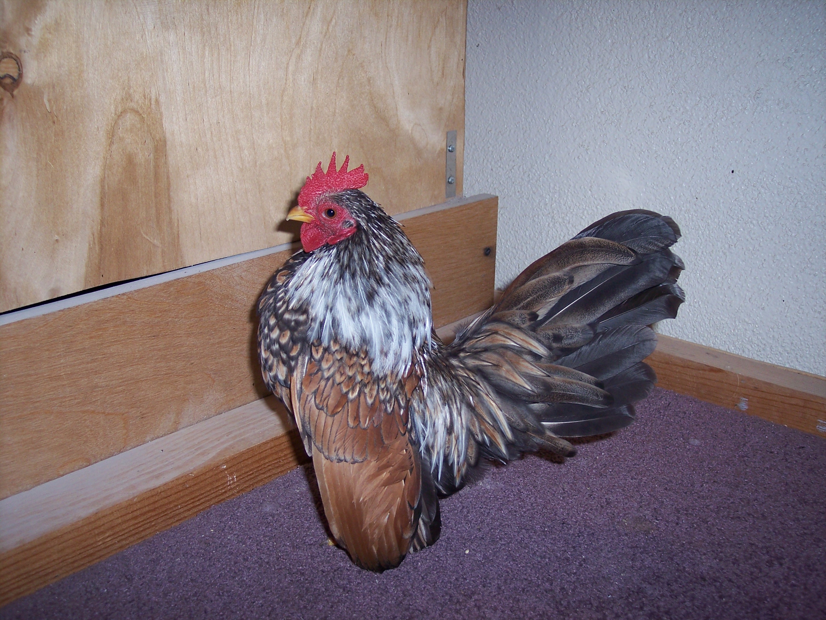 DOUBLE LACED COCOPOP SILVER DUCKWING