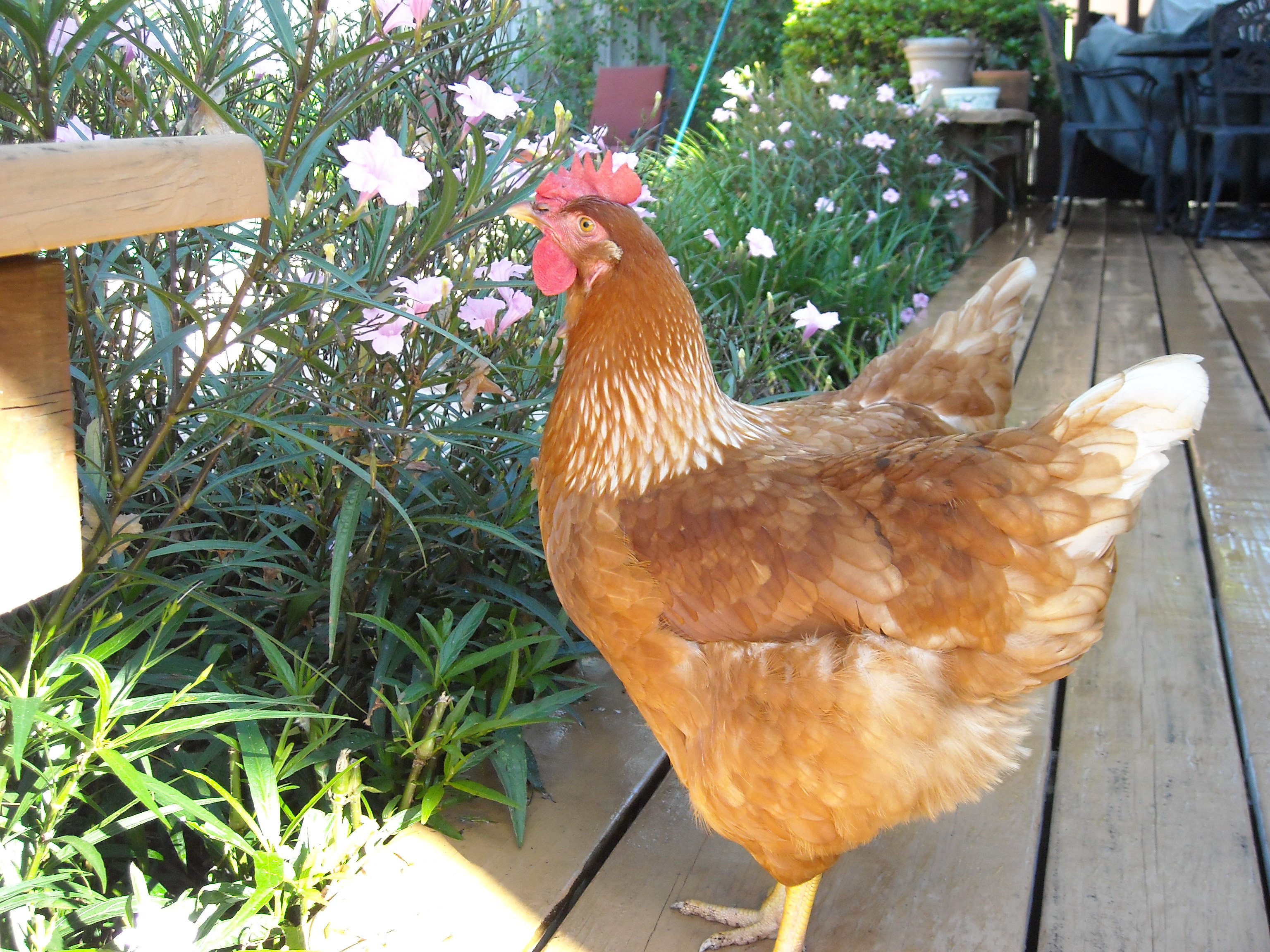 Double tailed chicken, double the eggs!