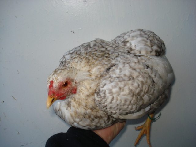 Double tufted and rumpless cuckoo hen. Hatched summer 2011.