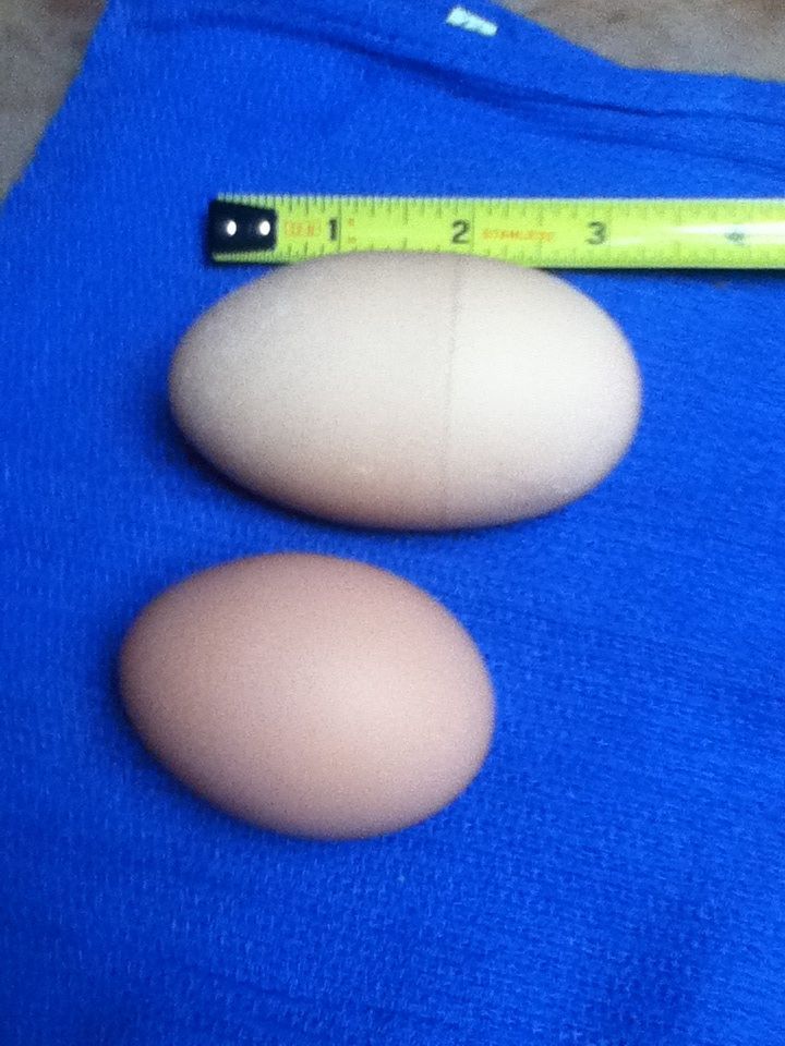 Double yolk with distinct ring.