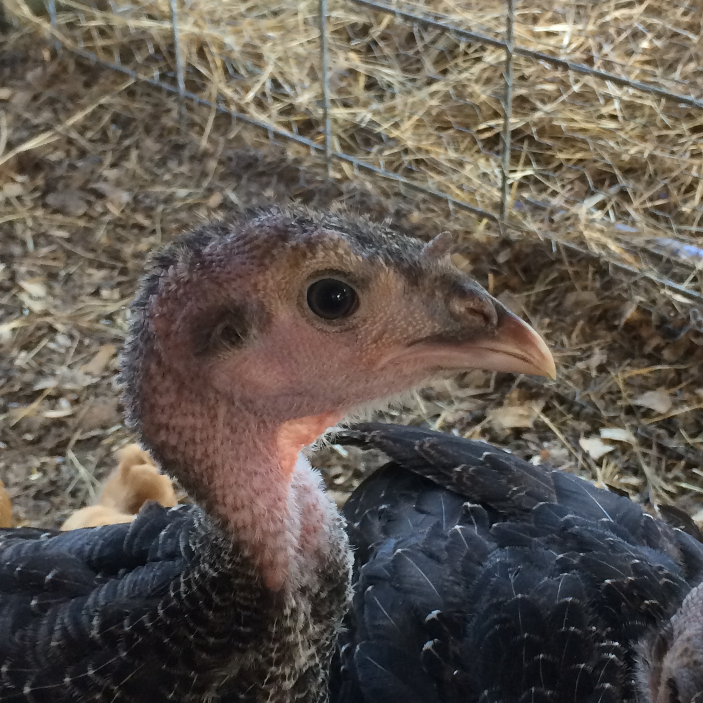 Doubting Thomas 
6 Week Old BBB Turkey