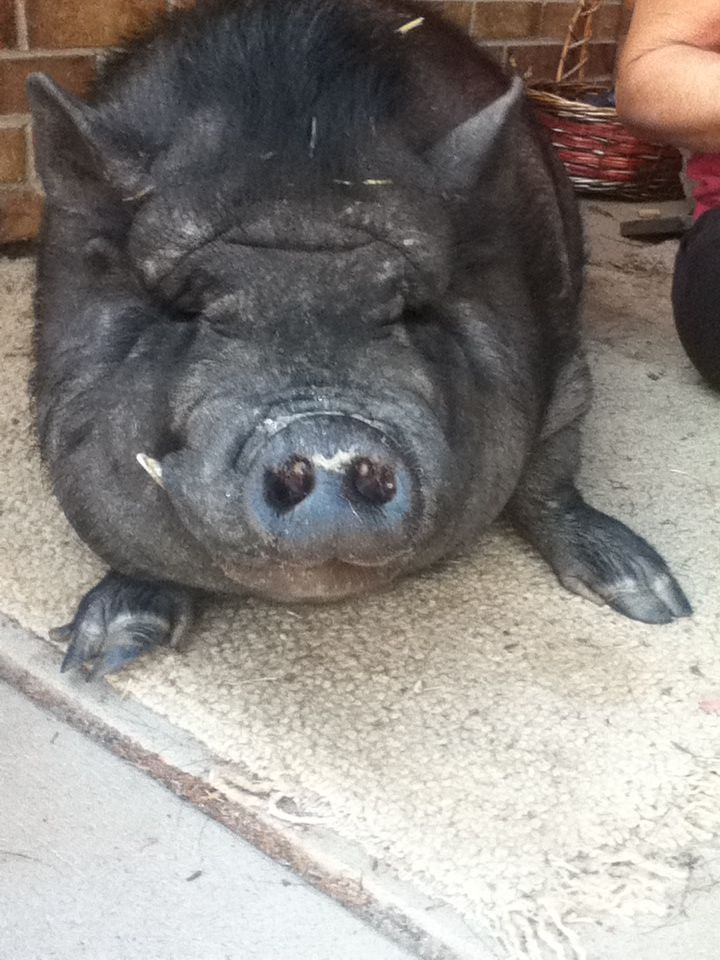 Dougy our pig