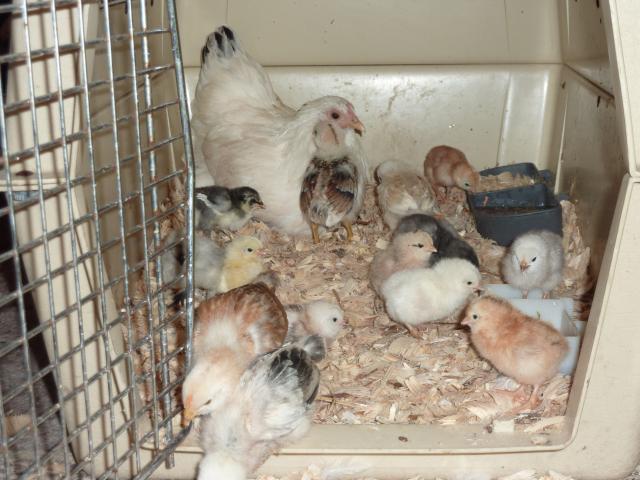 "Dove" RIP
EE/Jap bantam hen
The best broody ever! 16 chicks and none of them hers!
