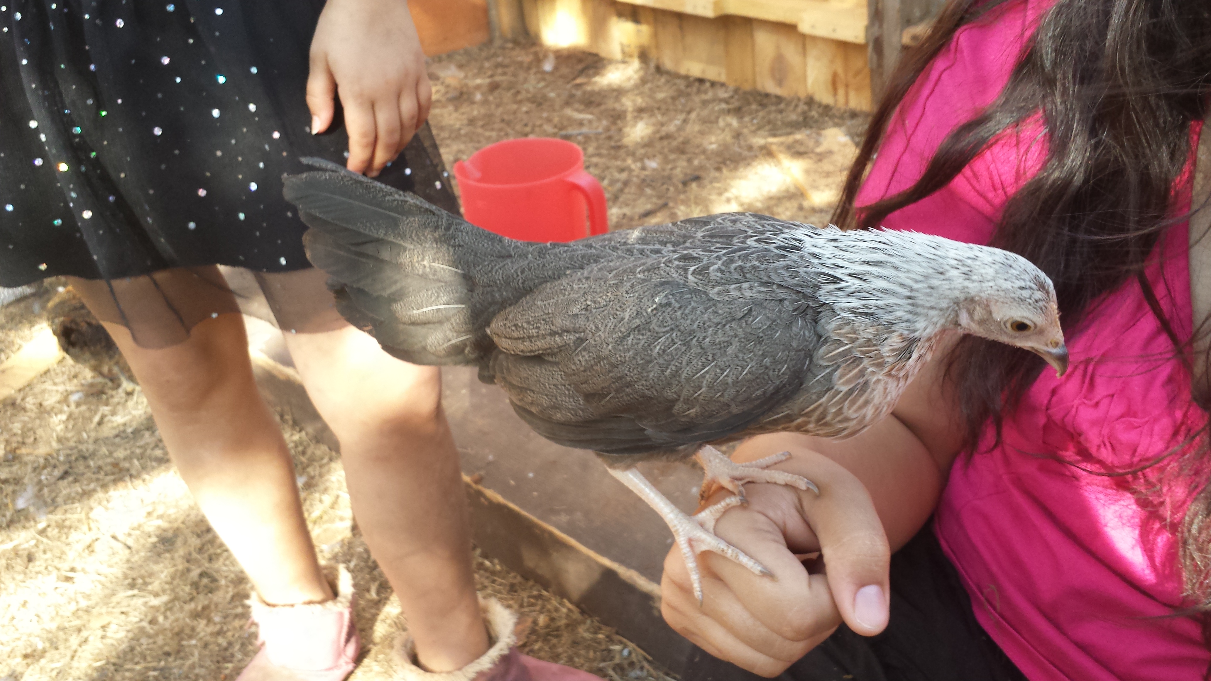 Dove, unknown hen.