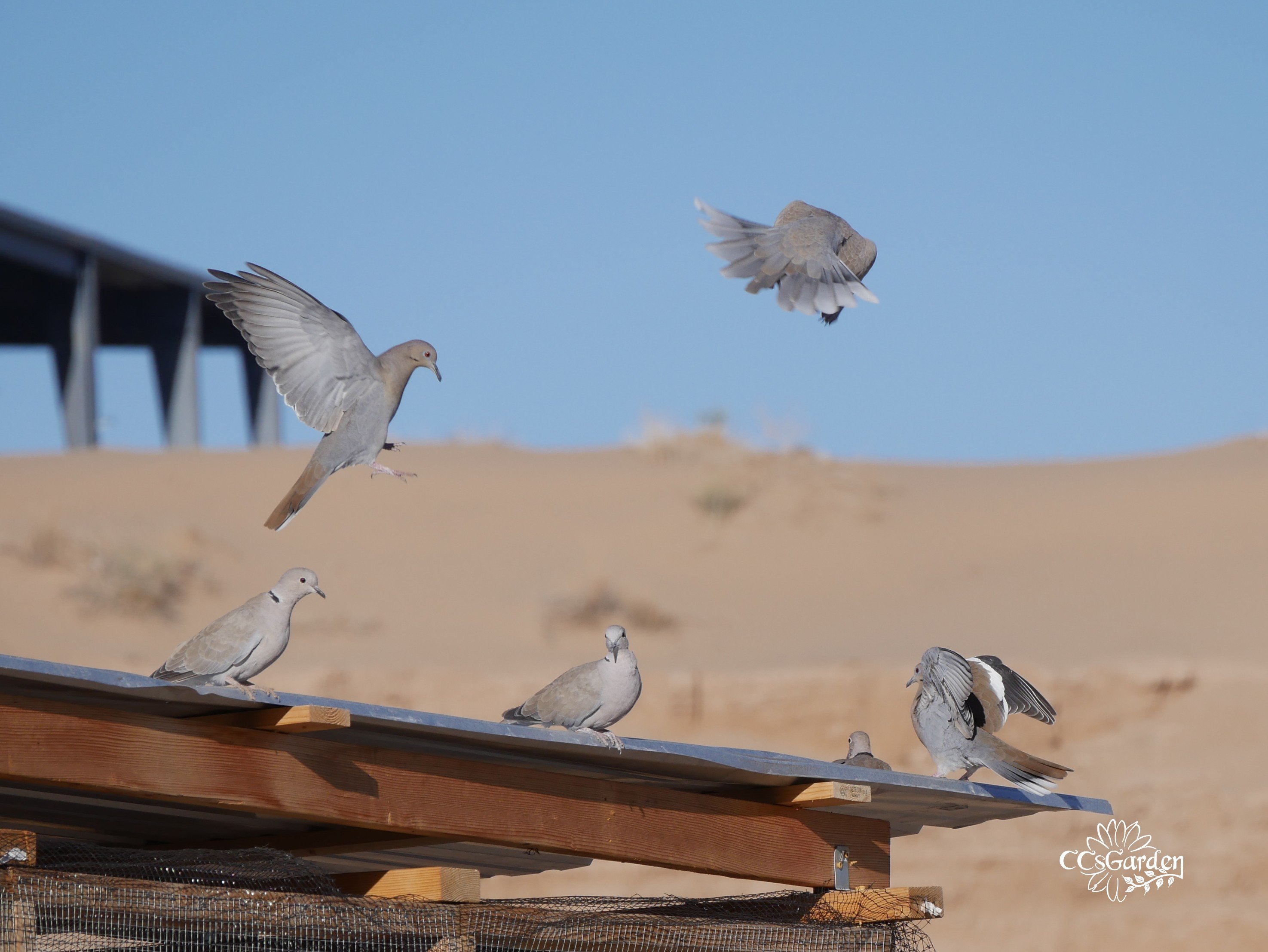 Doves.JPG