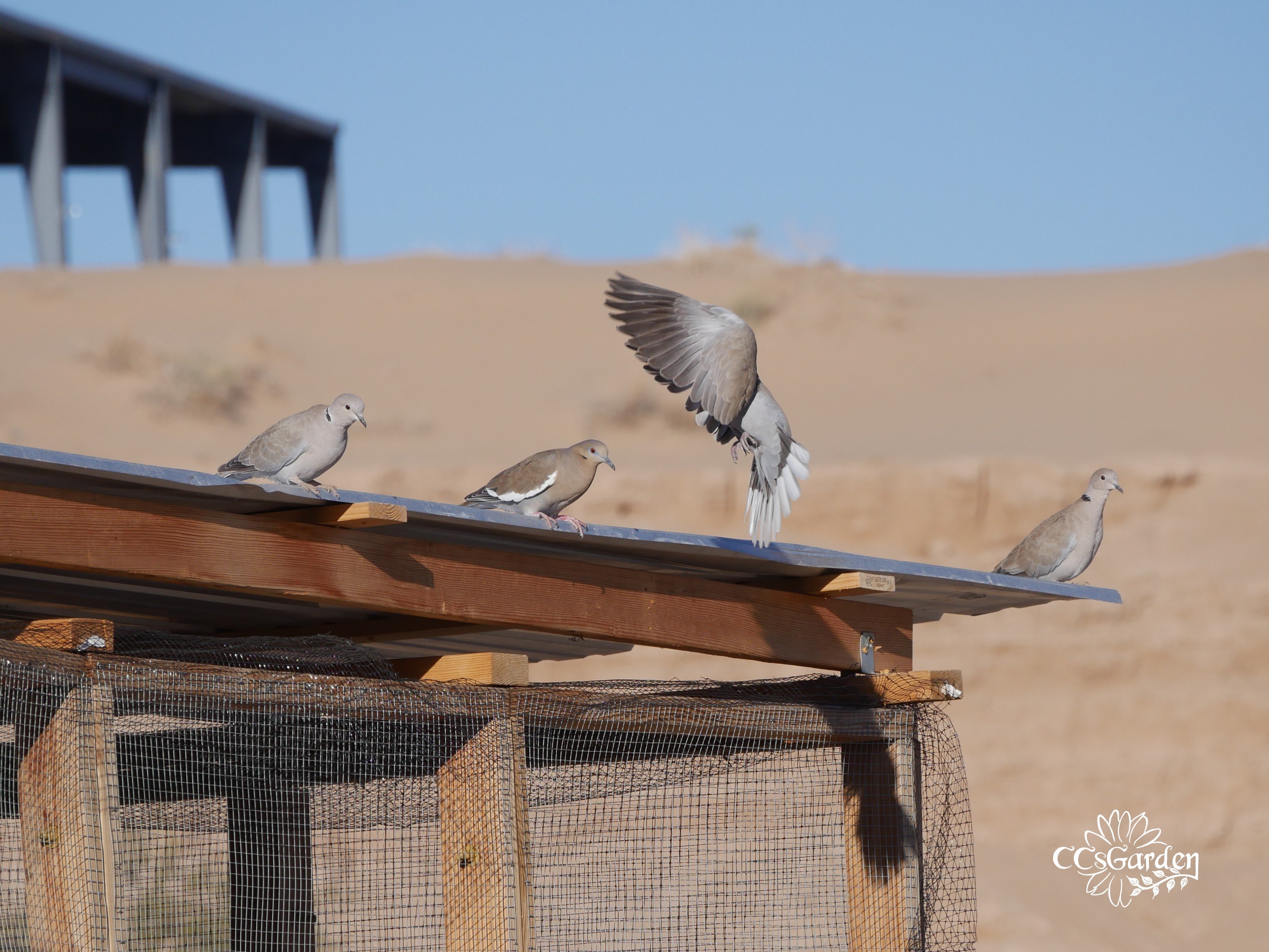 Doves.JPG