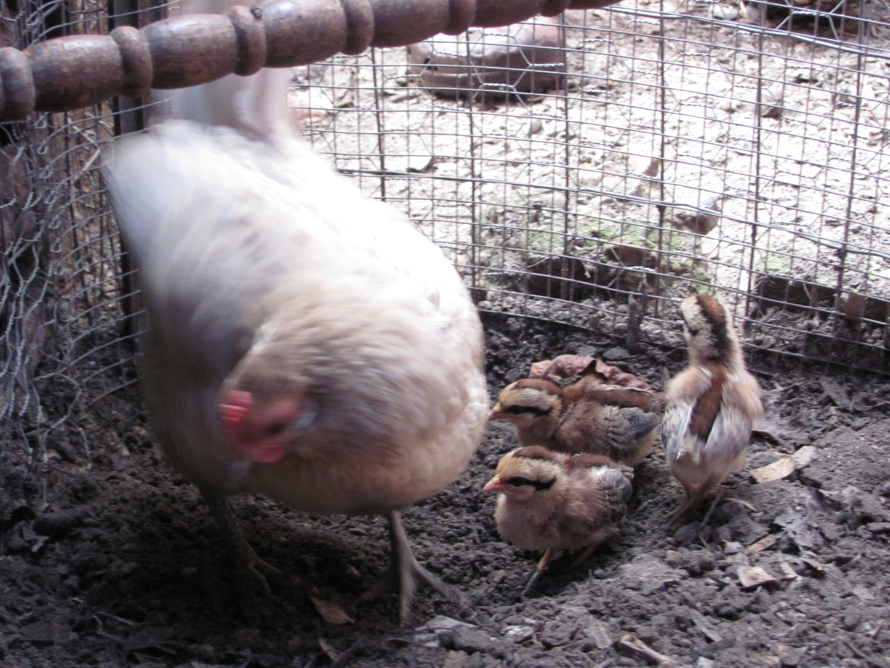 Dovie & 1 week old peeps 8-21-12